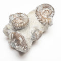 Promicroceras Ammonites