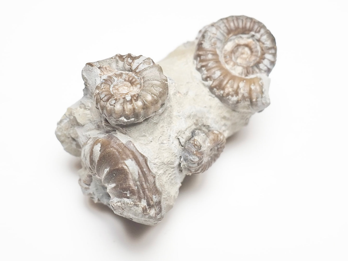 Promicroceras Ammonites
