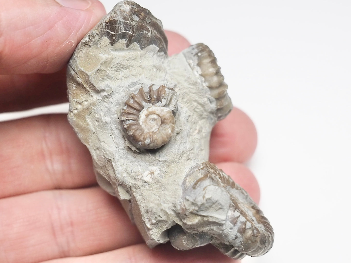 Promicroceras Ammonites