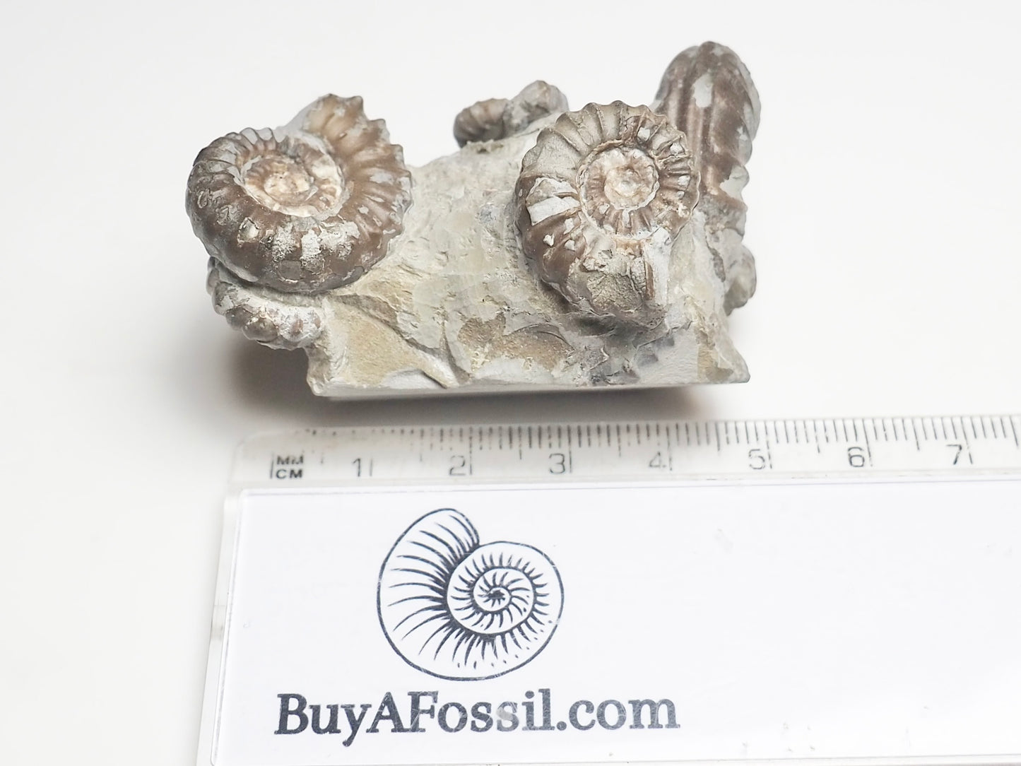 Promicroceras Ammonites