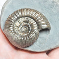 Catacoeloceras Ammonite Fossil – Whitby Yorkshire Coast – Jurassic