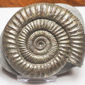 Top Quality Dactylioceras