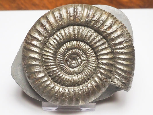 Top Quality Dactylioceras