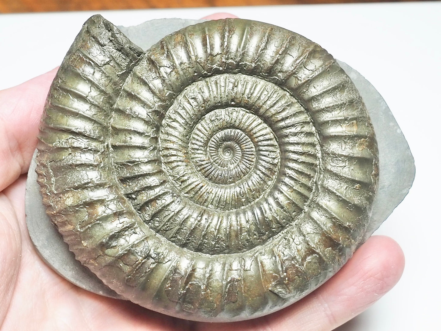 Top Quality Dactylioceras