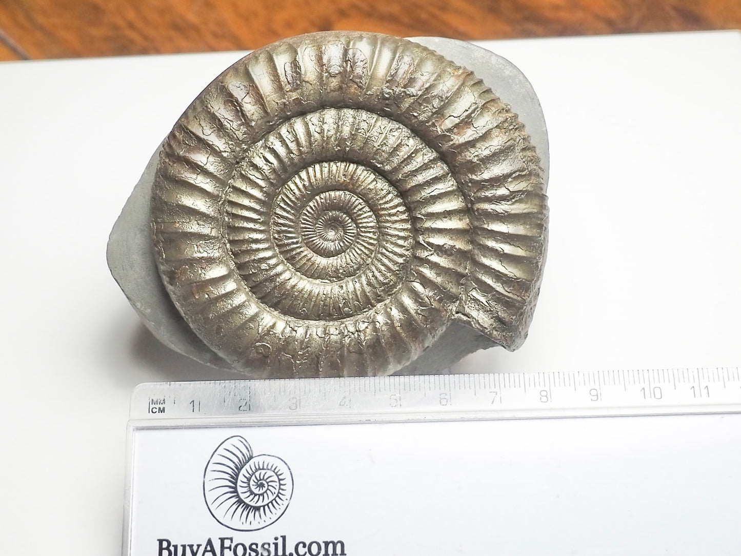 Top Quality Dactylioceras