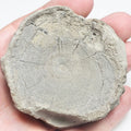 Ichthyosaur Vert