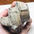 Ichthyosaur Verts – Whitby Yorkshire Coast – Jurassic