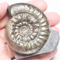 Peronoceras Ammonite Fossil – Whitby Yorkshire Coast – Jurassic