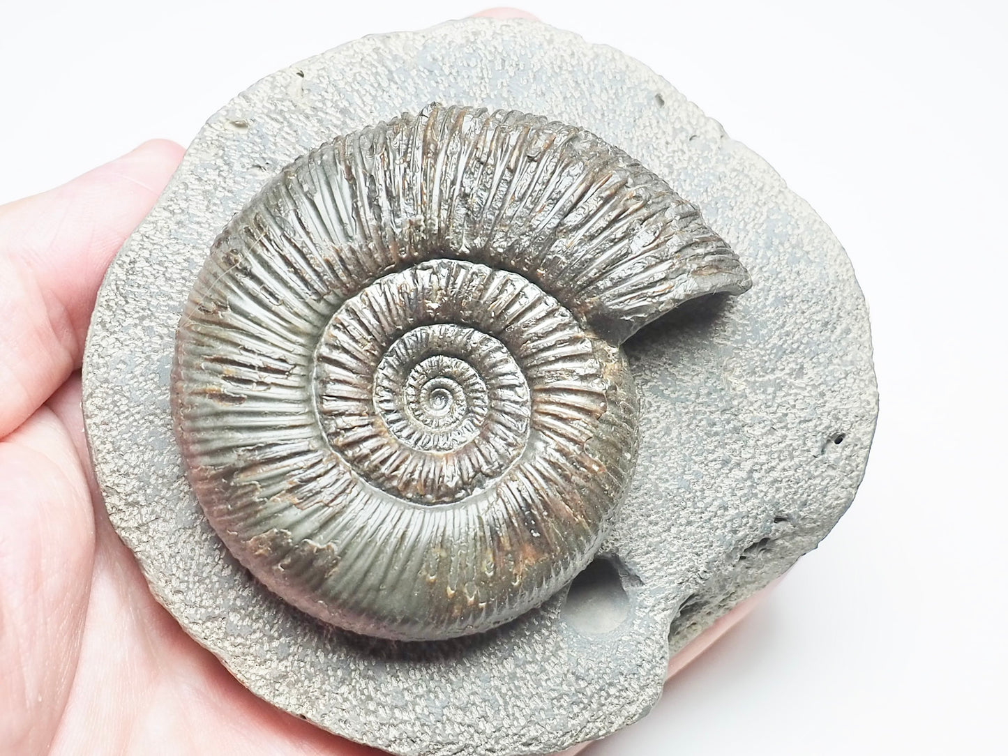 Quality Dactylioceras Semicelatum