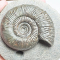 Quality Dactylioceras Semicelatum