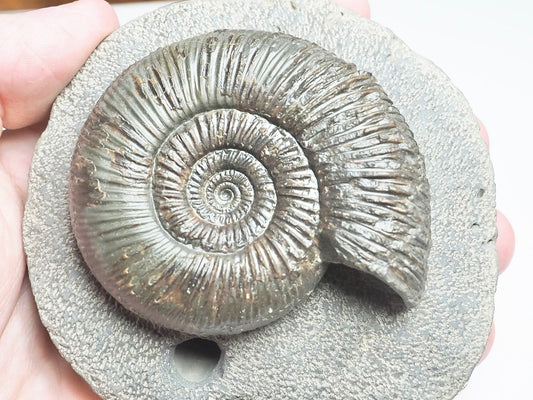 Quality Dactylioceras Semicelatum