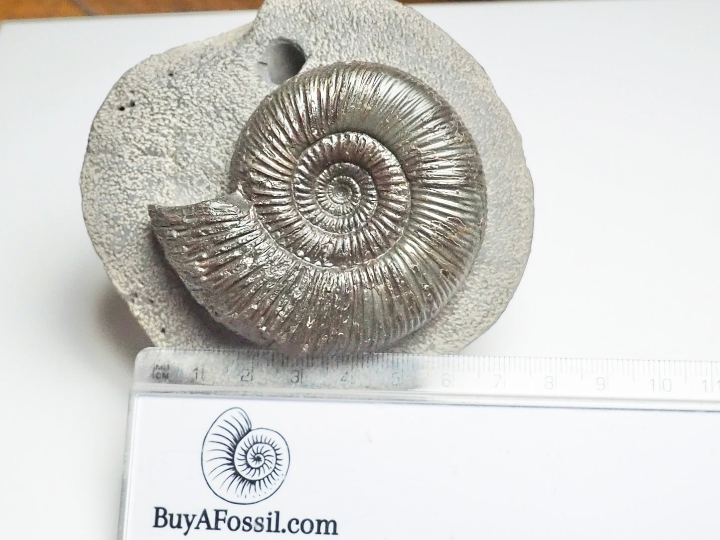 Quality Dactylioceras Semicelatum