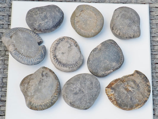 Prep Your Own Unprepped Incomplete Ammonite Fossils – Yorkshire Coast – Fossil Prep Practice – Beginner Pack