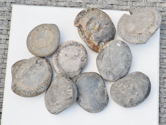Prep Your Own Unprepped Incomplete Ammonite Fossils – Yorkshire Coast – Fossil Prep Practice – Beginner Pack
