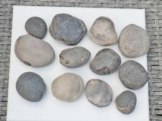 12x Small Ammonite Nodules – Yorkshire Coast Fossils | Crack Your Own | Prep Practice Kit