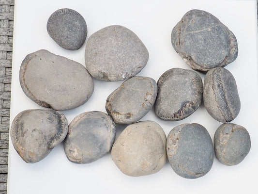 12x Small Ammonite Nodules – Yorkshire Coast Fossils | Crack Your Own | Prep Practice Kit