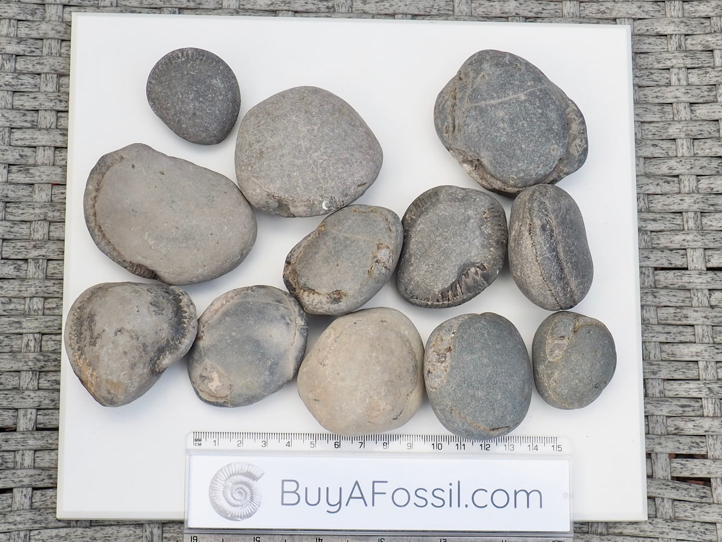 12x Small Ammonite Nodules – Yorkshire Coast Fossils | Crack Your Own | Prep Practice Kit