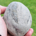 Whitby Ammonite Nodule – Unprepared Jurassic Fossil – Yorkshire Coast