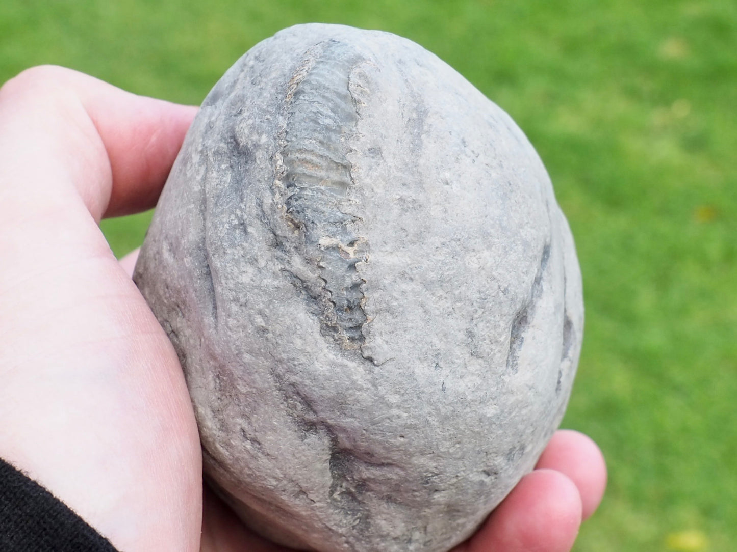 Whitby Ammonite Nodule – Unprepared Jurassic Fossil – Yorkshire Coast