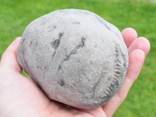 Whitby Ammonite Nodule – Unprepared Jurassic Fossil – Yorkshire Coast