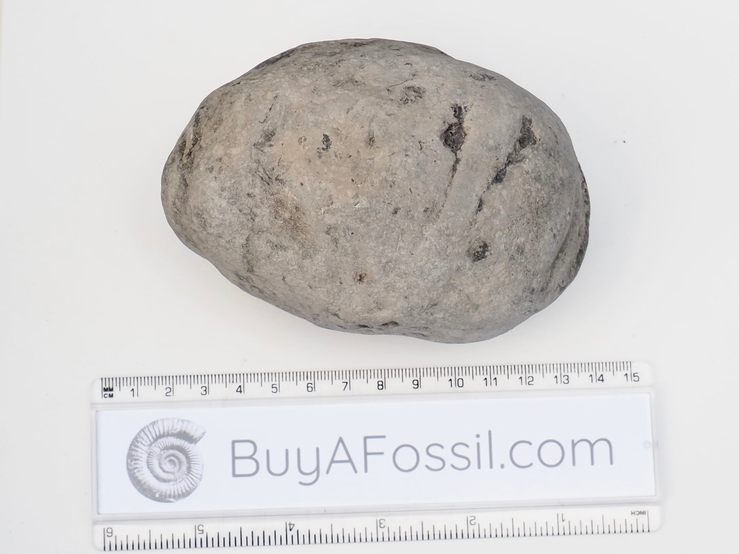 Whitby Ammonite Nodule – Unprepared Jurassic Fossil – Yorkshire Coast