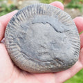 Whitby Ammonite Nodule – Unprepared Jurassic Fossil – Yorkshire Coast