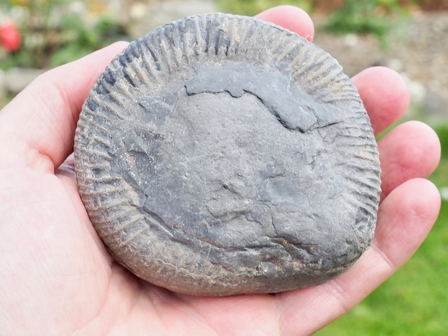 Whitby Ammonite Nodule – Unprepared Jurassic Fossil – Yorkshire Coast