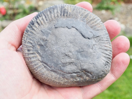 Whitby Ammonite Nodule – Unprepared Jurassic Fossil – Yorkshire Coast
