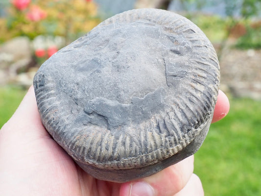 Whitby Ammonite Nodule – Unprepared Jurassic Fossil – Yorkshire Coast