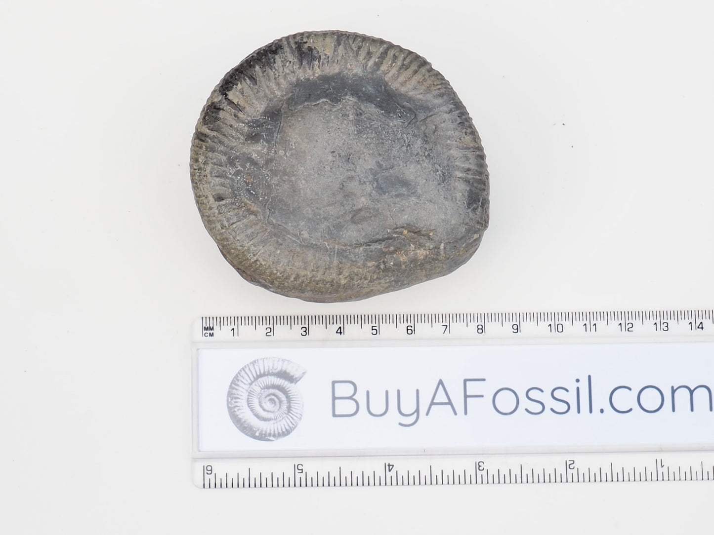Whitby Ammonite Nodule – Unprepared Jurassic Fossil – Yorkshire Coast