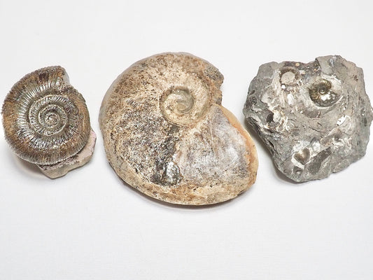 BuyAFossil Ammonite Trio - Eleganticeras, Semicelatum, Middle lias Ammo.