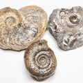 BuyAFossil Ammonite Trio - Eleganticeras, Semicelatum, Middle lias Ammo.