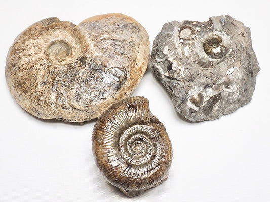 BuyAFossil Ammonite Trio - Eleganticeras, Semicelatum, Middle lias Ammo.