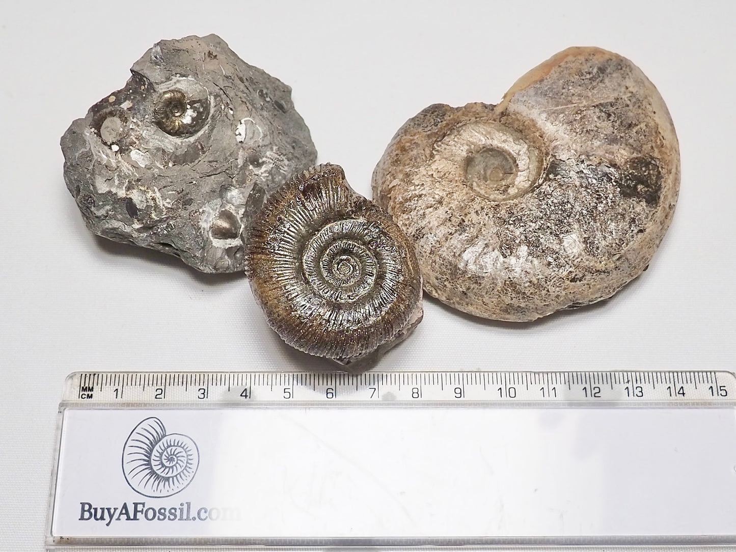 BuyAFossil Ammonite Trio - Eleganticeras, Semicelatum, Middle lias Ammo.