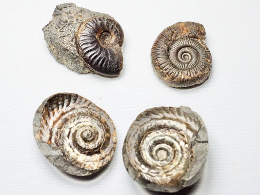 BuyAFossil Ammonite Trio - Eleganticeras, Dactylioceras, Hildoceras