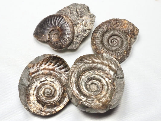 BuyAFossil Ammonite Trio - Eleganticeras, Dactylioceras, Hildoceras