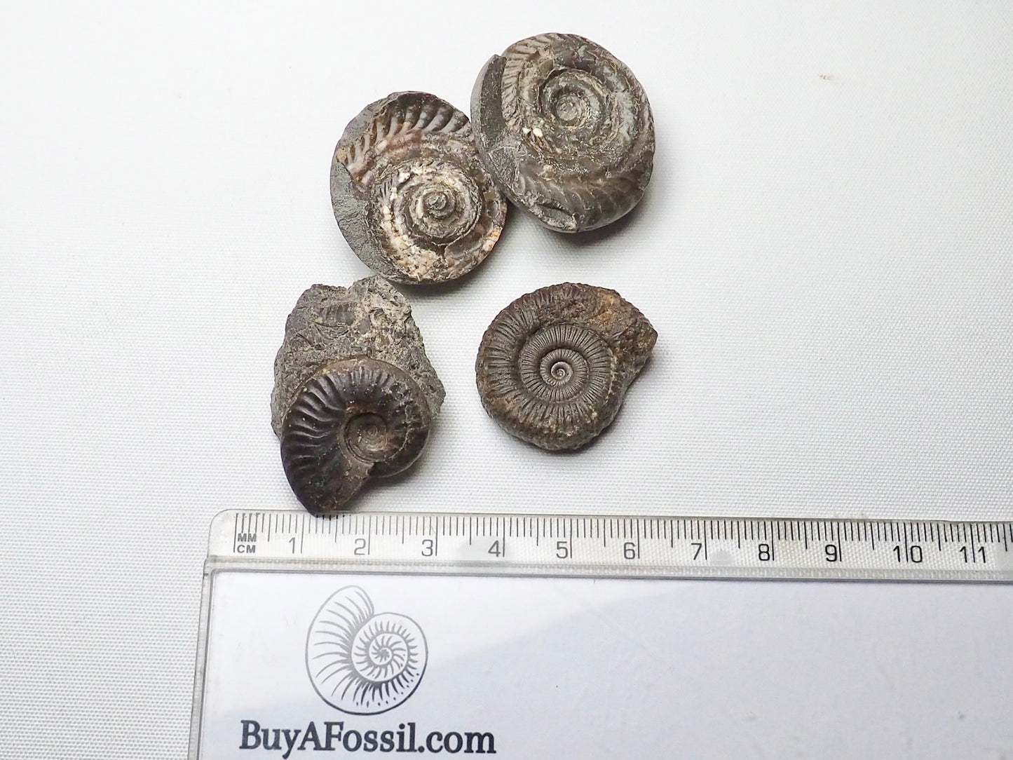 BuyAFossil Ammonite Trio - Eleganticeras, Dactylioceras, Hildoceras