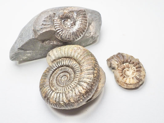 BuyAFossil Ammonite Trio - Grammoceras, Pleuroceras, Dactylioceras