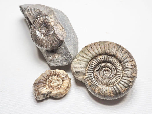 BuyAFossil Ammonite Trio - Grammoceras, Pleuroceras, Dactylioceras