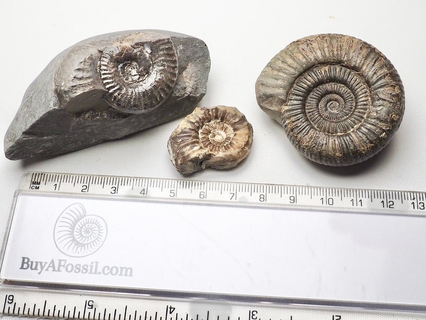 BuyAFossil Ammonite Trio - Grammoceras, Pleuroceras, Dactylioceras