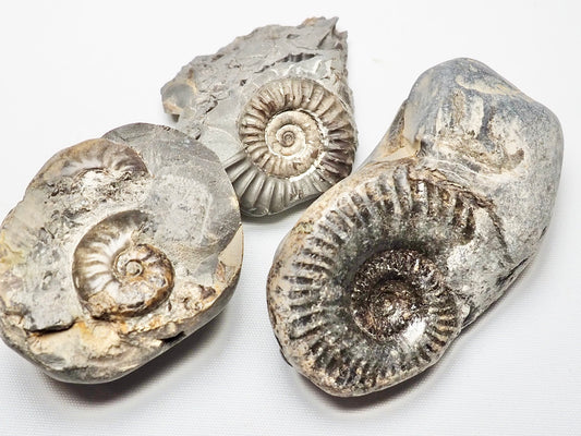 BuyAFossil Ammonite Trio - Eleganticeras, Arnioceras, Grammoceras