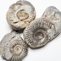 BuyAFossil Ammonite Trio - Eleganticeras, Arnioceras, Grammoceras