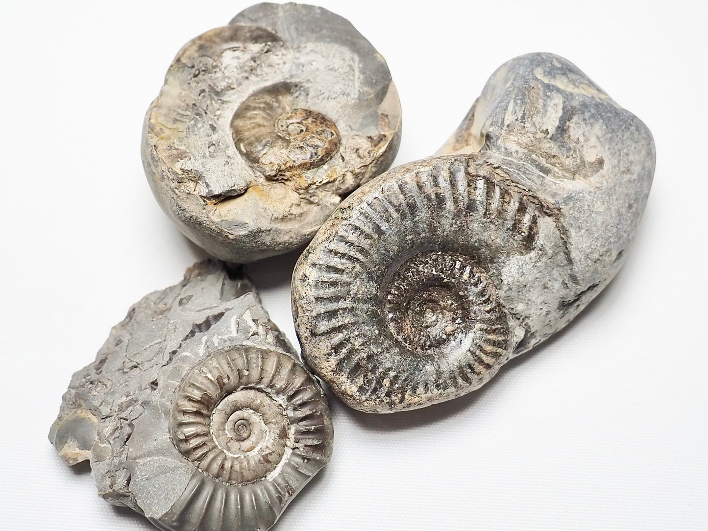 BuyAFossil Ammonite Trio - Eleganticeras, Arnioceras, Grammoceras