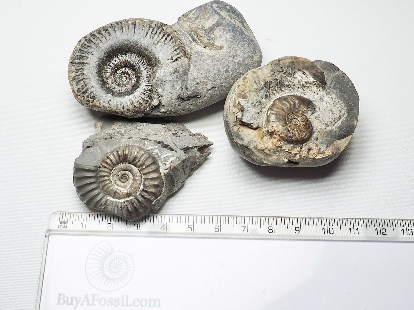 BuyAFossil Ammonite Trio - Eleganticeras, Arnioceras, Grammoceras