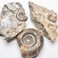 BuyAFossil Ammonite Trio - Middle lias ammonite , Semicelatum, Pleuroceras