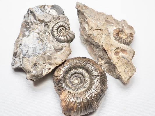 BuyAFossil Ammonite Trio - Middle lias ammonite , Semicelatum, Pleuroceras
