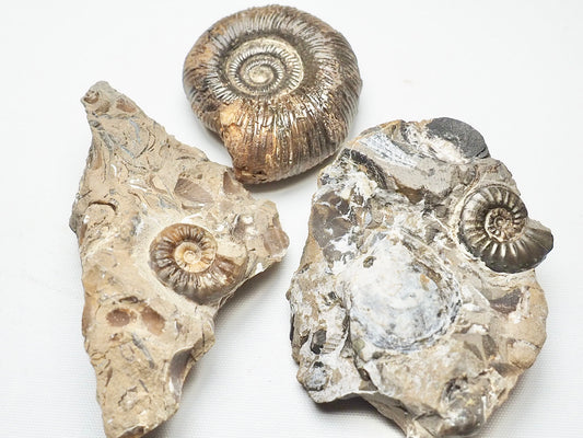 BuyAFossil Ammonite Trio - Middle lias ammonite , Semicelatum, Pleuroceras