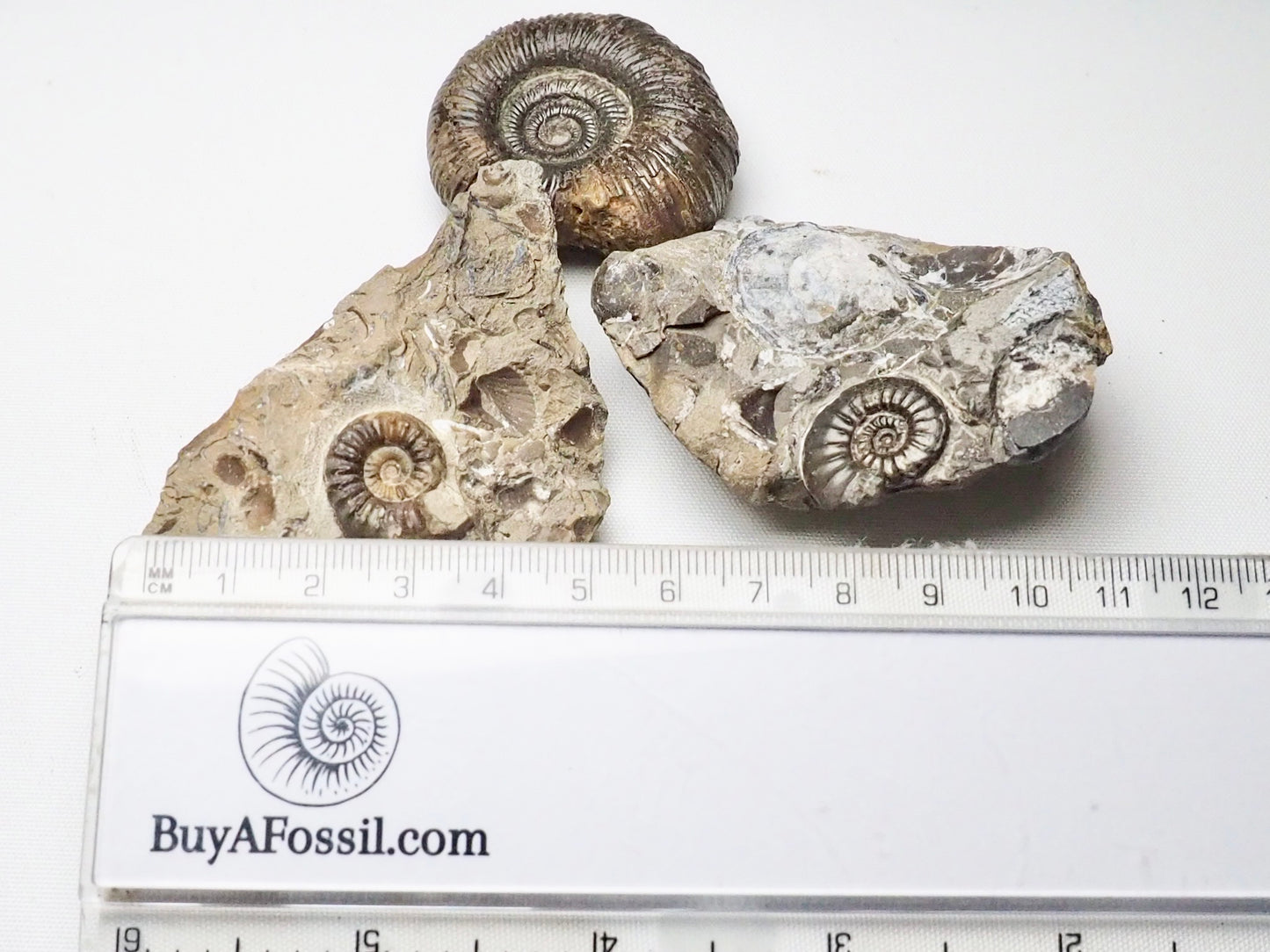 BuyAFossil Ammonite Trio - Middle lias ammonite , Semicelatum, Pleuroceras