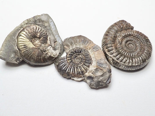 BuyAFossil Ammonite Trio - Eleganticeras, Amaltheus, Dactylioceras