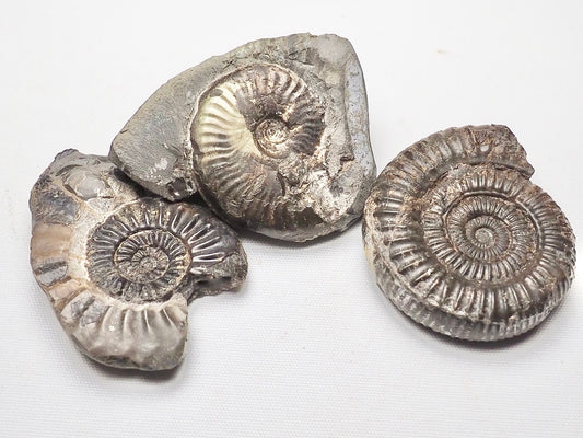BuyAFossil Ammonite Trio - Eleganticeras, Amaltheus, Dactylioceras